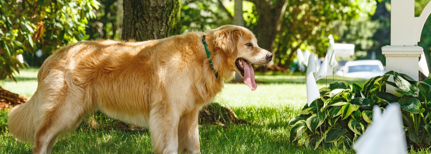 Northern Colorado DogWatch, Johnstown, Colorado | Outdoor Hidden Dog Fences Slider Image