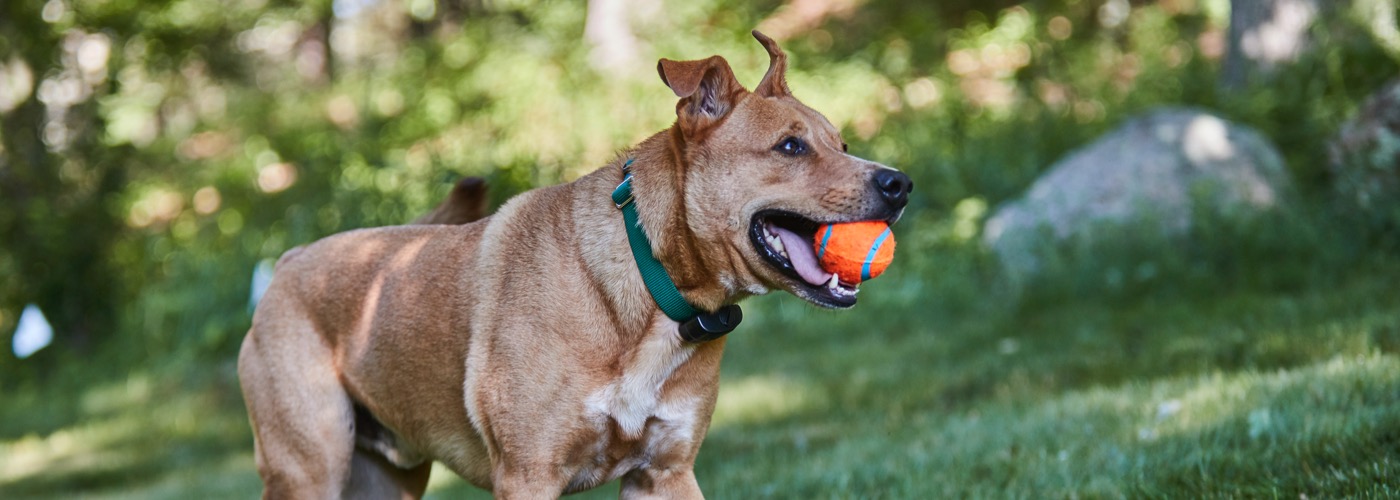 Northern Colorado DogWatch, Johnstown, Colorado | ProFenceX Slider Image